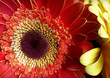 Colors of Gerberas