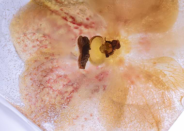 Orchidaceae in ice 1