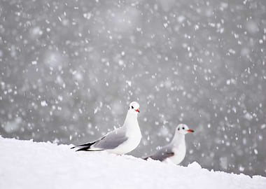 Seagull gulls in winter