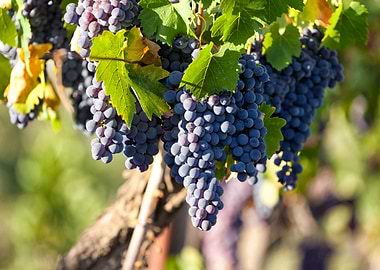 Bunches of red grapes