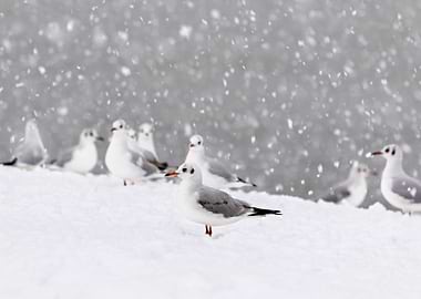 Seagull gulls in winter
