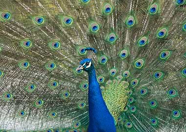 Peacock