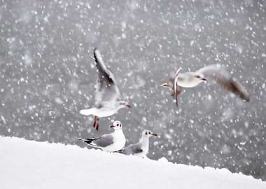 Seagull gulls in winter