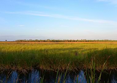 Florida Everglades