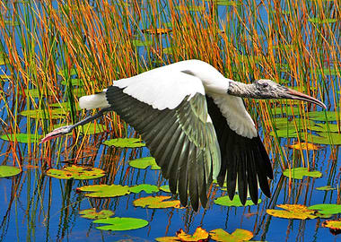 wood stork in flight