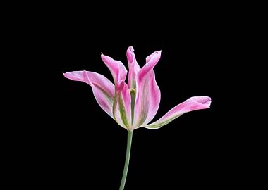 tulip in bloom on black