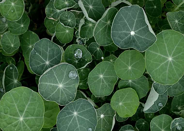 Nasturtium 1