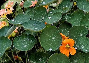 Nasturtium 3