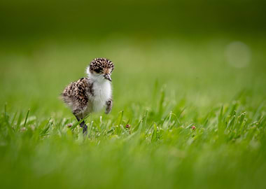 Baby bird taking first ste