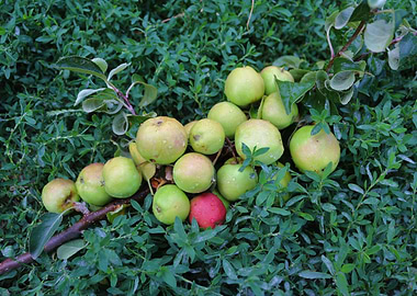 Apples