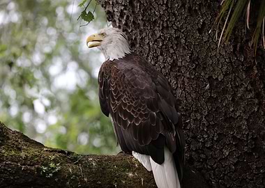 American Bald Eagle