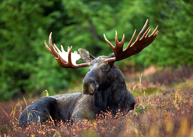 Bull Moose Game Home Decor