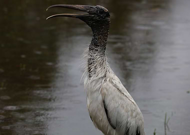 The Wood Stork