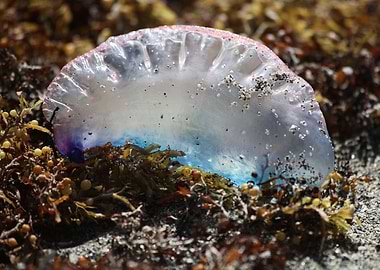 Portuguese man o war