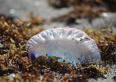 Portuguese man o war