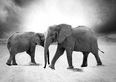 Two Elephants In Desert