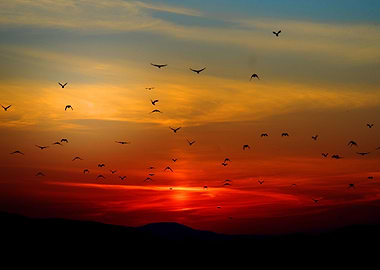 Birds Flying In Sunset