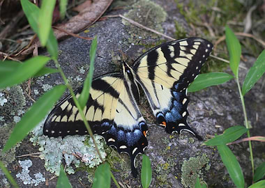 Eastern Tiger Swallowtail
