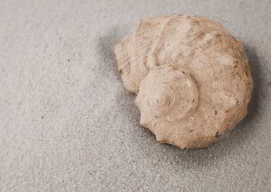 seashell