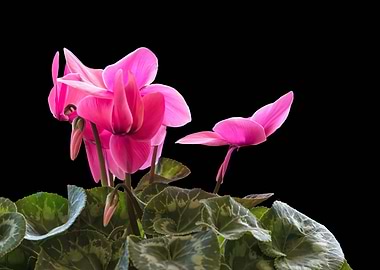 pink cyclamen in bloom