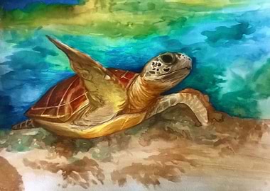 Sea Turtle