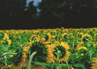 Sunflowers