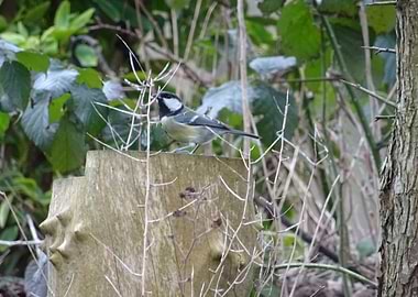 Green Tit Reddish Vale