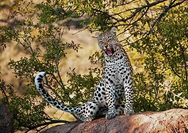 Wild Angry Leopard