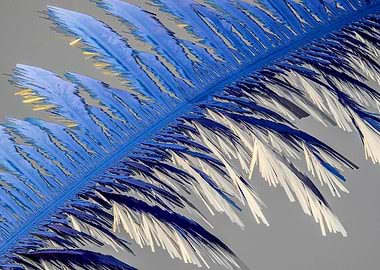 Vitamin C Feathers I