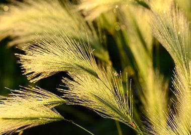 Morning Foxtails