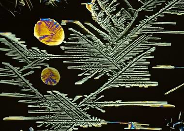 Benzenediol Dreams III