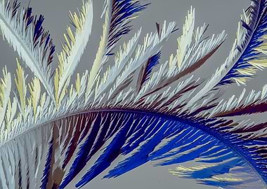 Vitamin C Feathers III