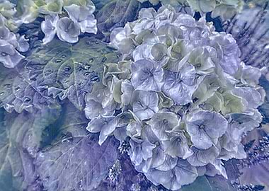 blue hydrangea in bloom