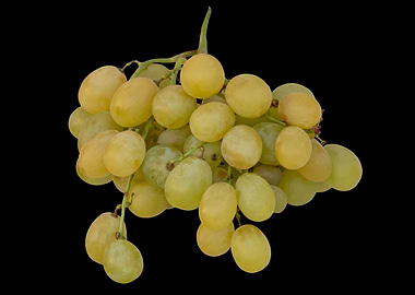 Bunch of white grapes