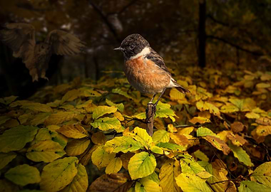 Sotry about one bird