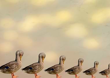 growing ducks on texture