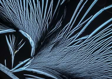 Benzenediol Dreams IV