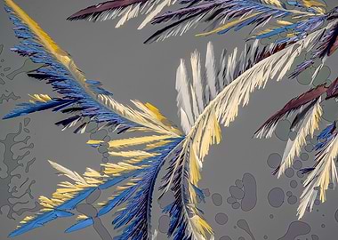Vitamin C Feathers II