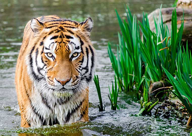Wild Waiting Bengal Tiger