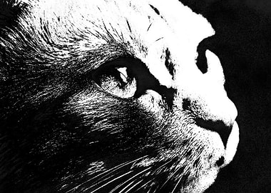 cat black white