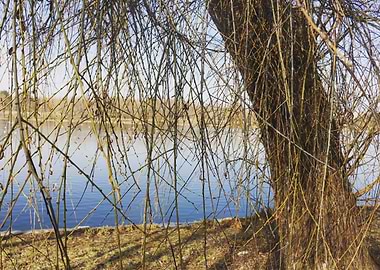 The lake and the tree