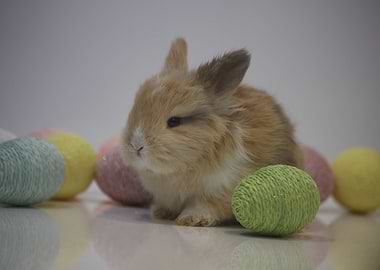 Easter Bunny