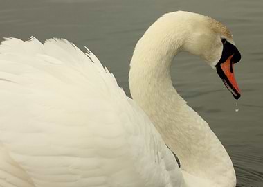 Single Swan