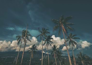 Coconut Trees
