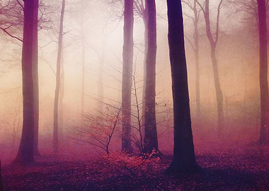 Mysts Misty Woodland