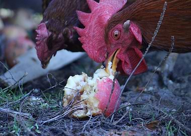 poultry click first click