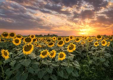 Sunflower wall