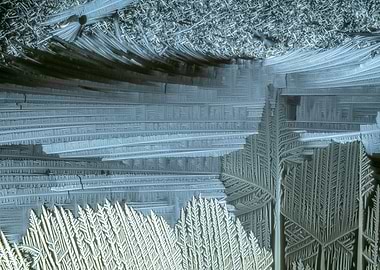 Alien Carbon Forest II