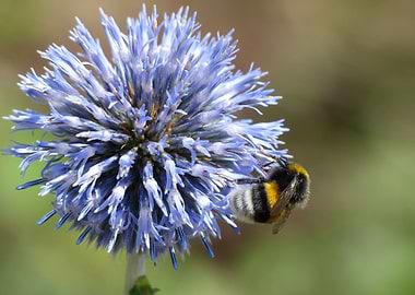 Bee on a flower