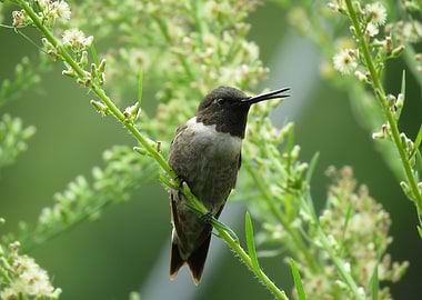 Hummingbird